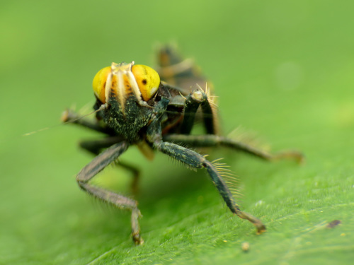 Coppery Leafhopper photo 6