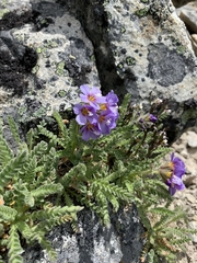 Polemonium elegans