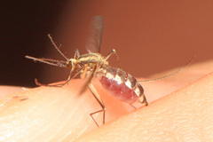 Aedes trivittatus