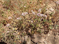 Monardella hypoleuca hypoleuca
