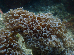 Fimbriaphyllia ancora
