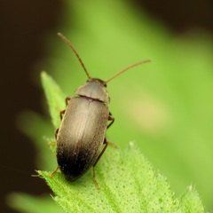 Isomira