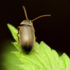 Isomira