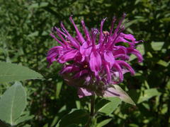 Monarda media