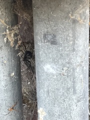 Latrodectus hesperus