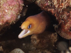 Gymnothorax melatremus
