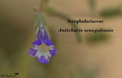 Anticharis senegalensis