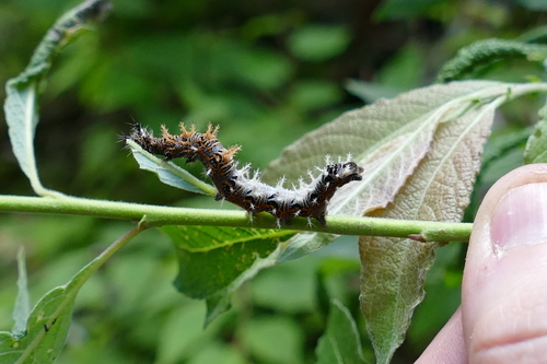 Green Comma photo 3
