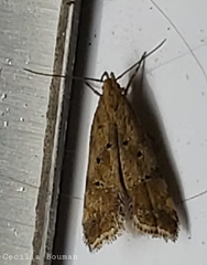 Brachmia blandella