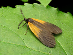 Pyromorpha dimidiata