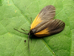 Pyromorpha dimidiata