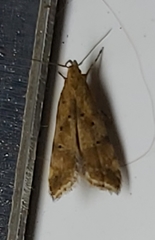 Brachmia blandella