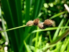 Carex alata
