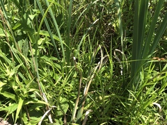 Carex alata
