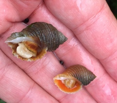 Nucella canaliculata