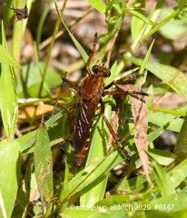 Diogmites basalis