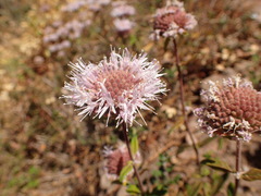 Monardella hypoleuca hypoleuca