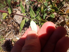 Monardella hypoleuca hypoleuca