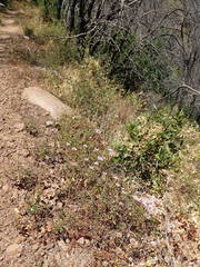 Monardella hypoleuca hypoleuca