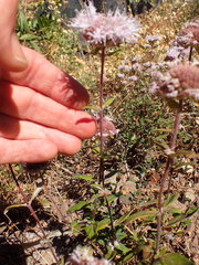 Monardella hypoleuca hypoleuca