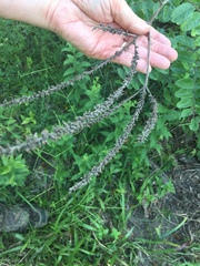 Amorpha paniculata