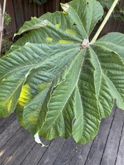 Tetrapanax
