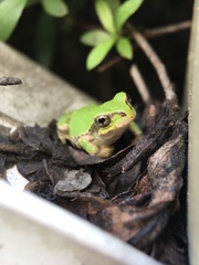 Hyla japonica