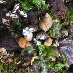 Nucella canaliculata