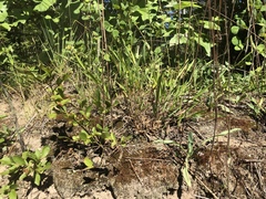 Dichanthelium columbianum