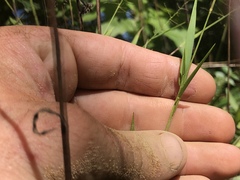 Dichanthelium columbianum