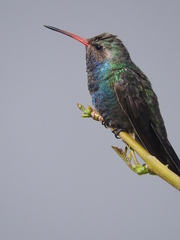 Cynanthus latirostris