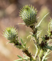 Crematogaster coarctata