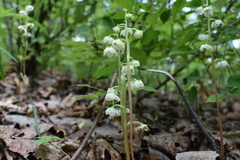 Pyrola japonica