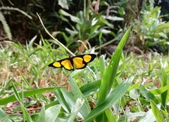 Cyllopoda jatropharia