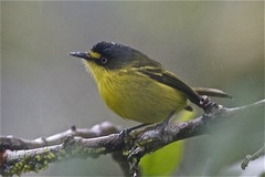 Todirostrum poliocephalum