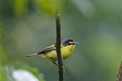 Todirostrum poliocephalum