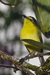 Todirostrum poliocephalum