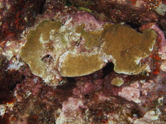 Montipora patula
