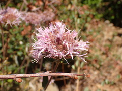 Monardella hypoleuca hypoleuca