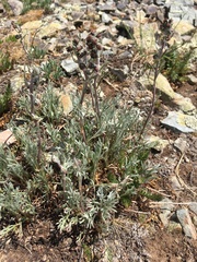 Artemisia scopulorum
