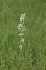 Anticlea elegans elegans