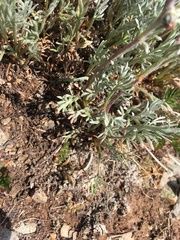 Artemisia scopulorum