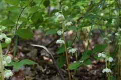 Pyrola japonica