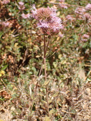 Monardella hypoleuca hypoleuca