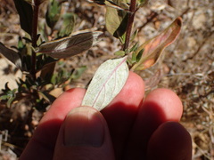 Monardella hypoleuca hypoleuca