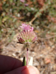 Monardella hypoleuca hypoleuca