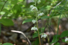 Pyrola japonica