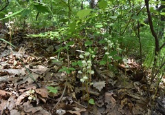 Pyrola japonica