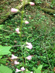 Hylodesmum