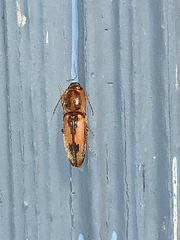 Conoderus vespertinus